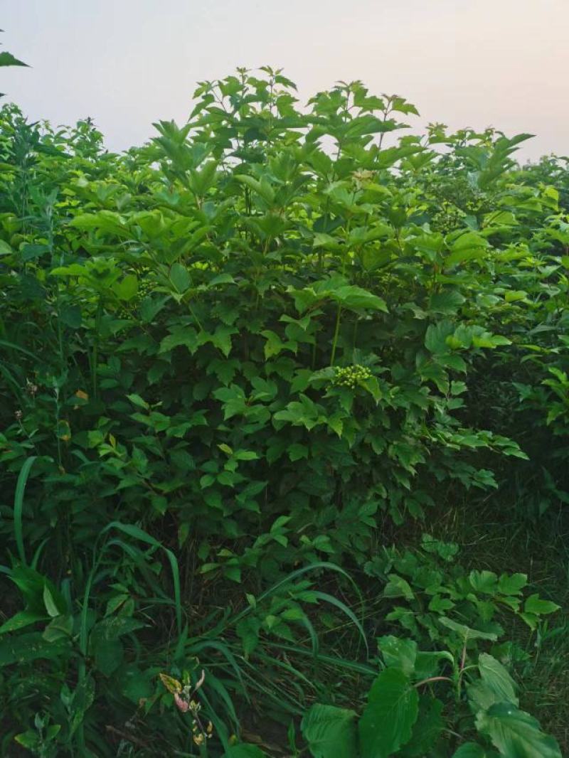 天目琼花大堆，鸡树条夹迷，播种小苗，鸡树条堆，
