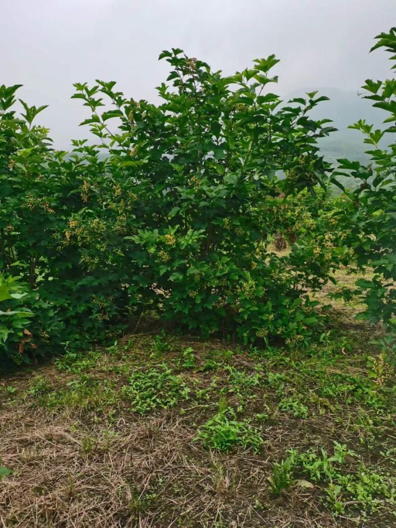 天目琼花大堆，鸡树条夹迷，播种小苗，鸡树条堆，