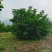 天目琼花大堆，鸡树条夹迷，播种小苗，鸡树条堆，