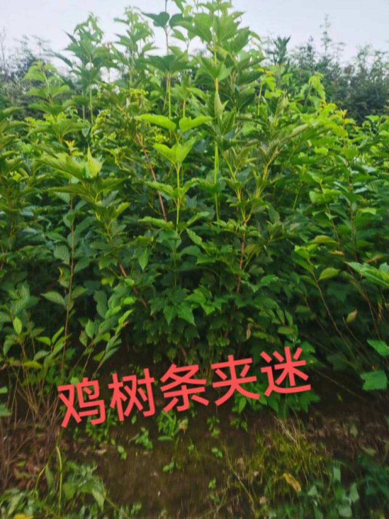 天目琼花大堆，鸡树条夹迷，播种小苗，鸡树条堆，