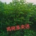 天目琼花大堆，鸡树条夹迷，播种小苗，鸡树条堆，