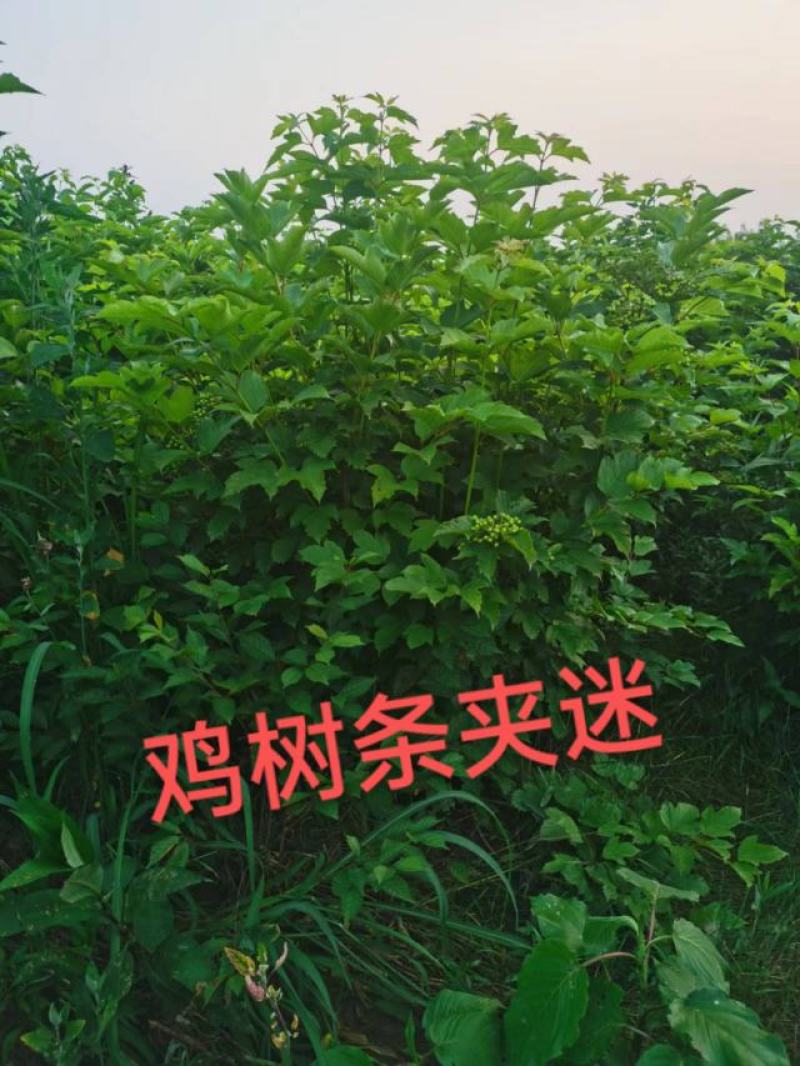 天目琼花大堆，鸡树条夹迷，播种小苗，鸡树条堆，