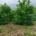 天目琼花大堆，鸡树条夹迷，播种小苗，鸡树条堆，
