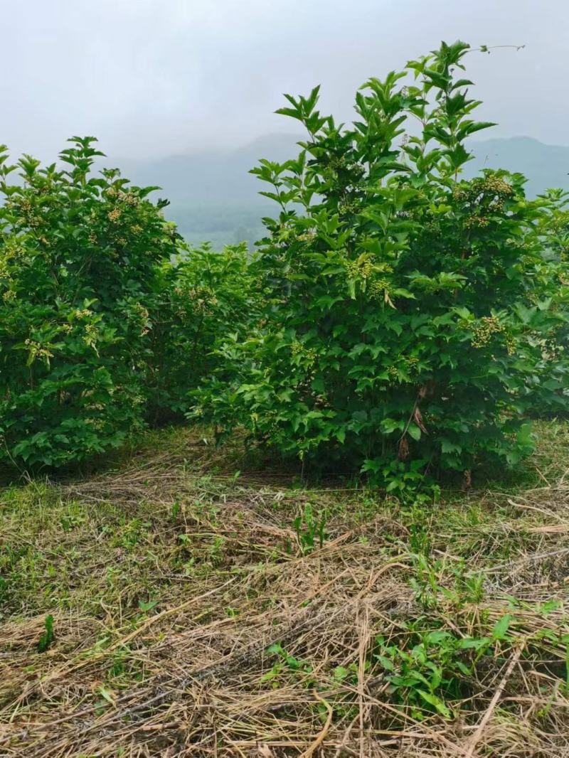 天目琼花大堆，鸡树条夹迷，播种小苗，鸡树条堆，