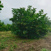 天目琼花大堆，鸡树条夹迷，播种小苗，鸡树条堆，