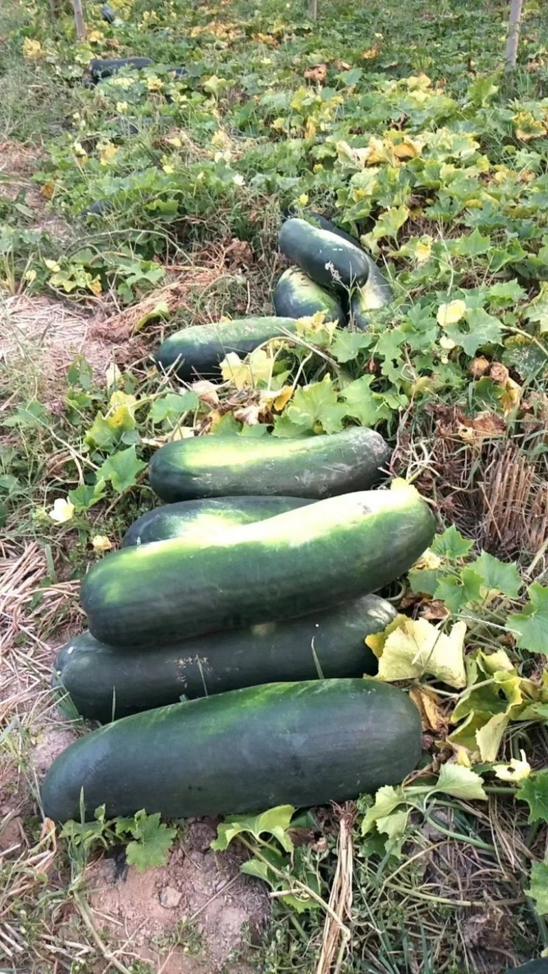 【基地直发】黑皮冬瓜大量上市，表皮光滑，条形笔直