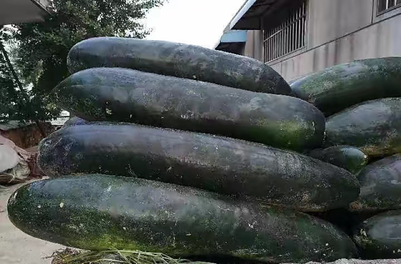 【基地直发】黑皮冬瓜大量上市，表皮光滑，条形笔直