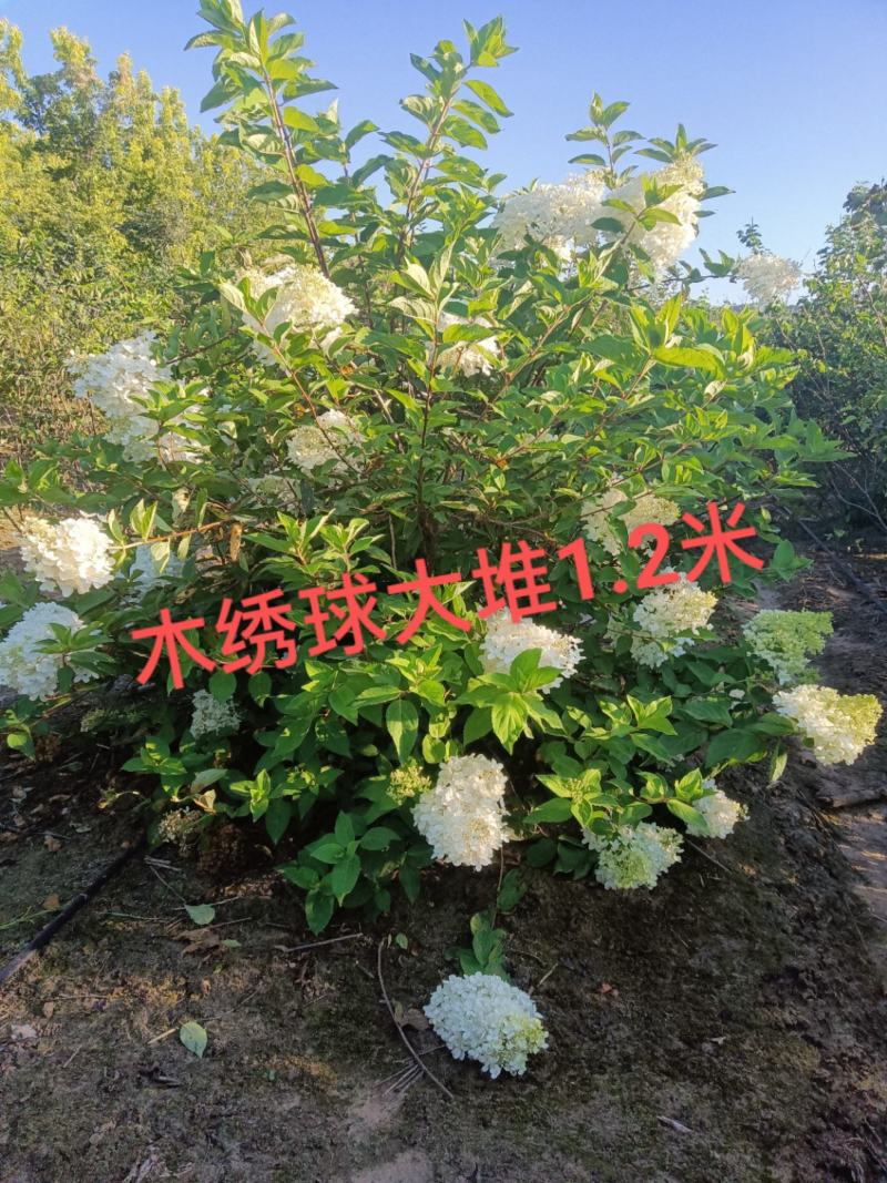 木绣球大堆，大花水亚木，绣球花，扦插小苗，直立圆锥绣球