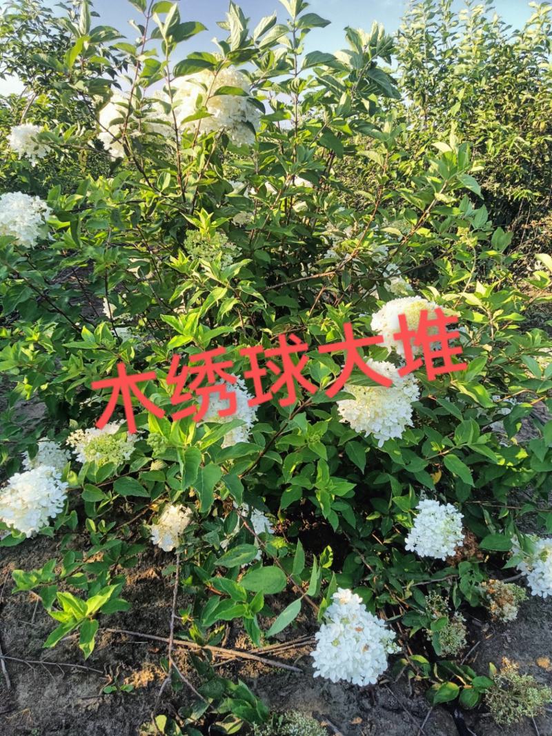 木绣球大堆，大花水亚木，绣球花，扦插小苗，直立圆锥绣球