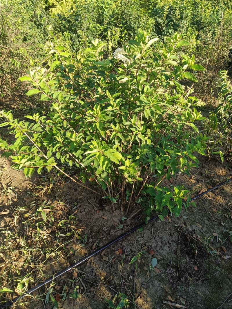 木绣球大堆，大花水亚木，绣球花，扦插小苗，直立圆锥绣球
