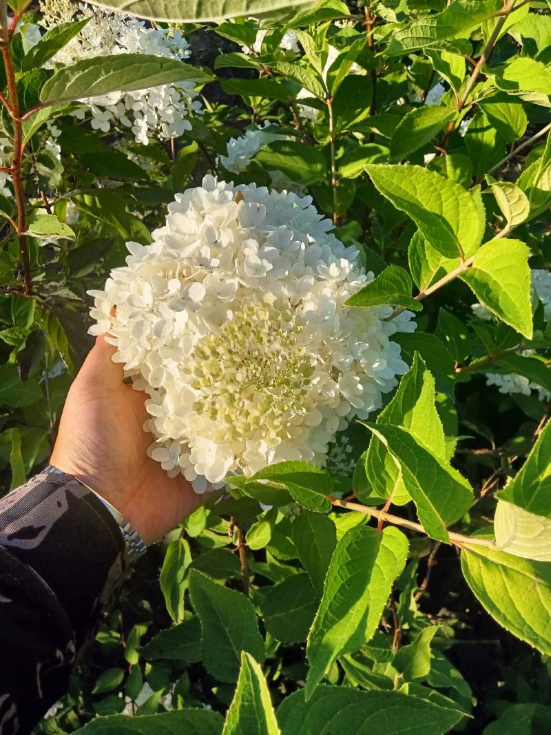 木绣球大堆，大花水亚木，绣球花，扦插小苗，直立圆锥绣球