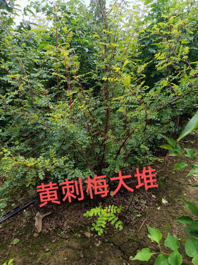 黄刺梅大堆，黄刺梅扦插小苗，黄刺梅堆，，刺梅，黄刺梅球，