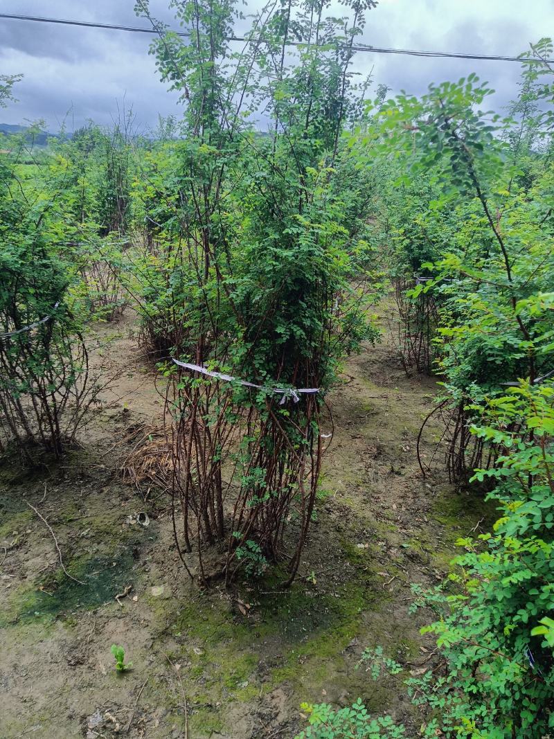 黄刺梅大堆，黄刺梅扦插小苗，黄刺梅堆，，刺梅，黄刺梅球，