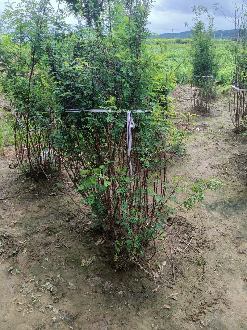 黄刺梅大堆，黄刺梅扦插小苗，黄刺梅堆，，刺梅，黄刺梅球，