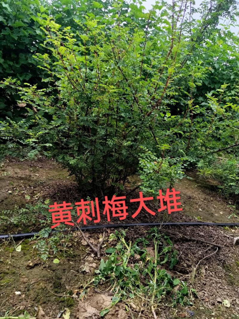 黄刺梅大堆，黄刺梅扦插小苗，黄刺梅堆，，刺梅，黄刺梅球，