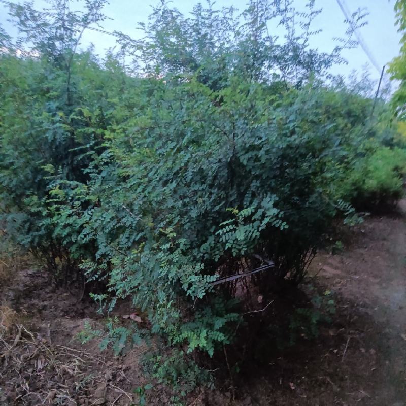 黄刺梅大堆，黄刺梅扦插小苗，黄刺梅堆，，刺梅，黄刺梅球，