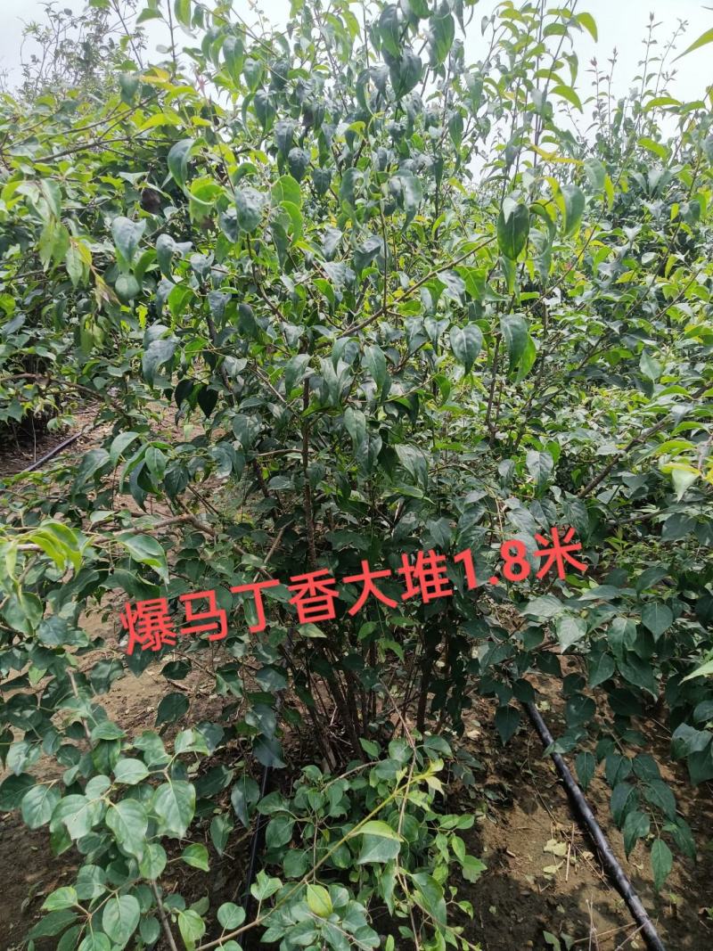爆马丁香大堆