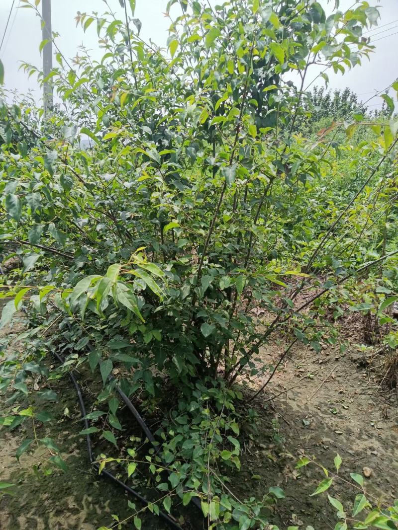 爆马丁香大堆