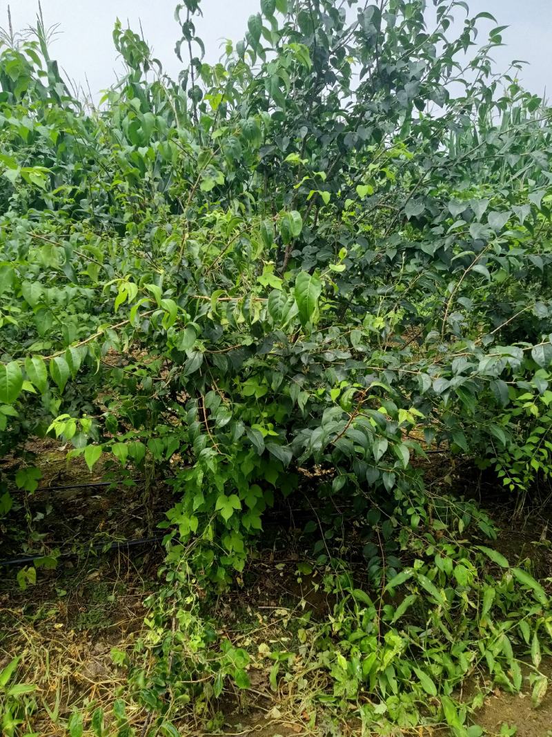 爆马丁香大堆