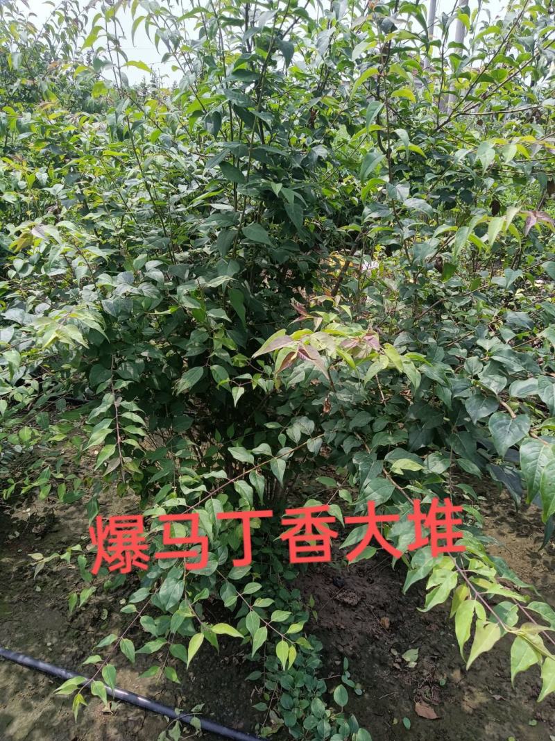 爆马丁香大堆