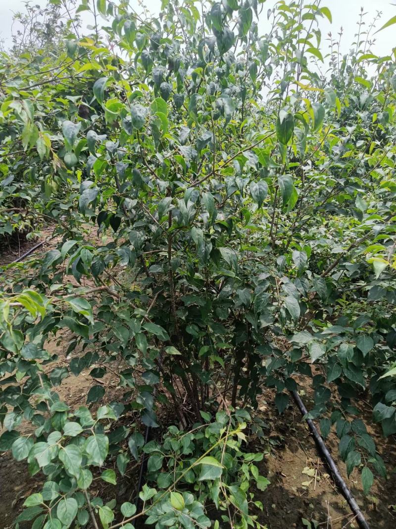 爆马丁香大堆