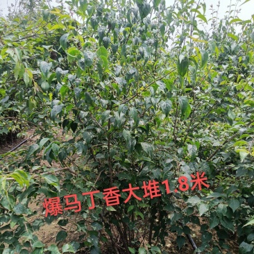 爆马丁香大堆