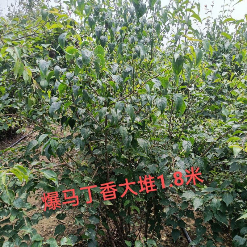 爆马丁香大堆