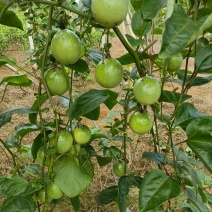 钦蜜黄金果