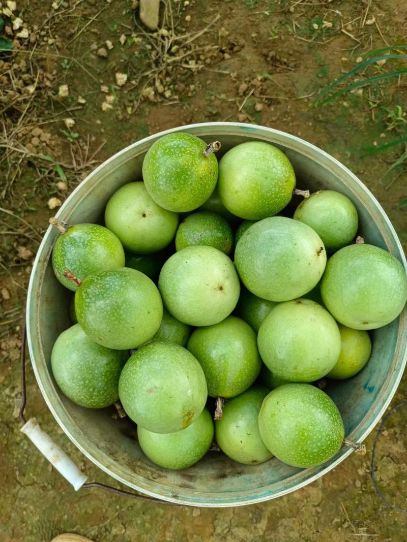 钦蜜黄金果