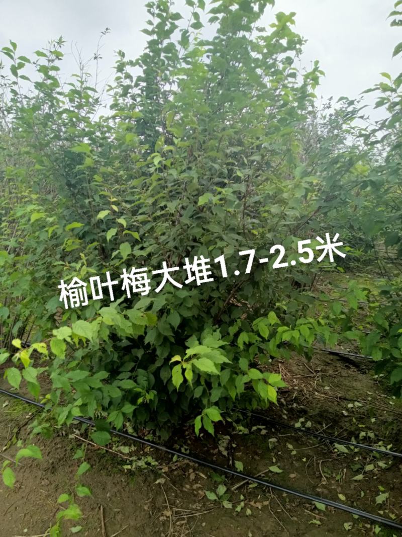 榆叶梅，适合园区绿化，道路绿化，乡村绿化树品种之一