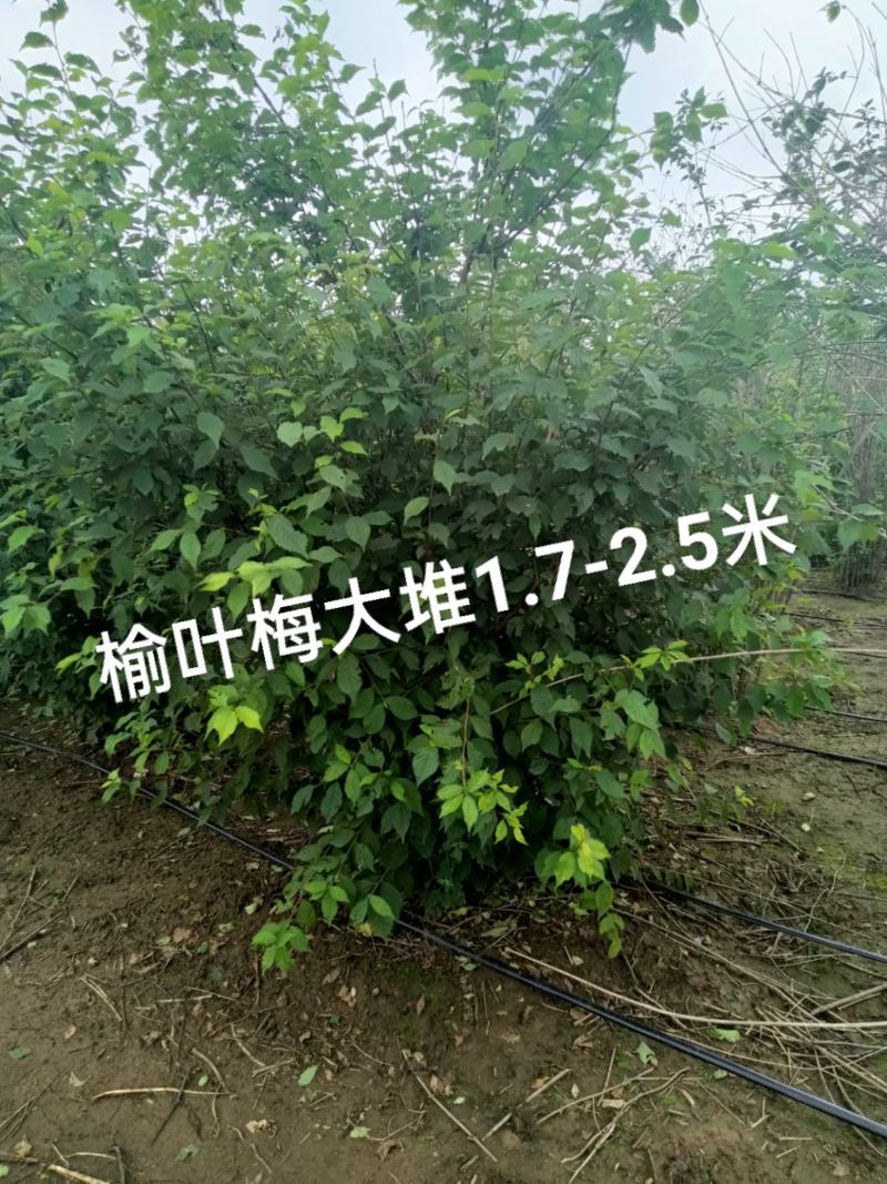 榆叶梅，适合园区绿化，道路绿化，乡村绿化树品种之一