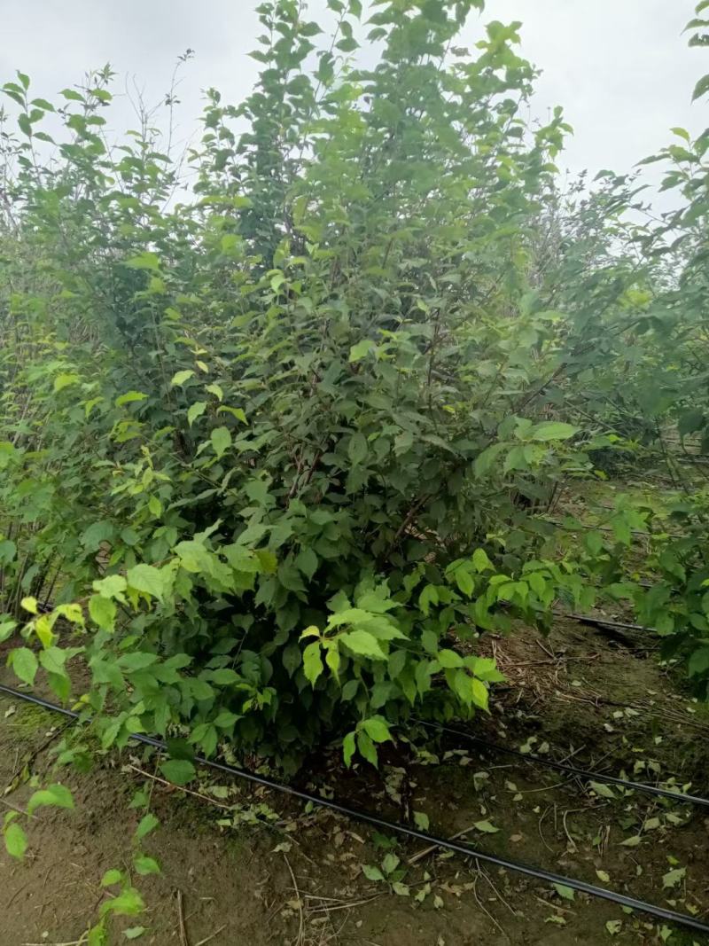 榆叶梅，适合园区绿化，道路绿化，乡村绿化树品种之一