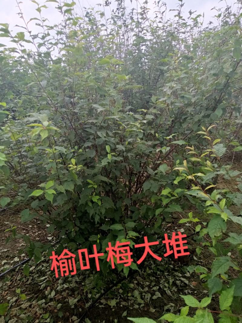 榆叶梅，适合园区绿化，道路绿化，乡村绿化树品种之一