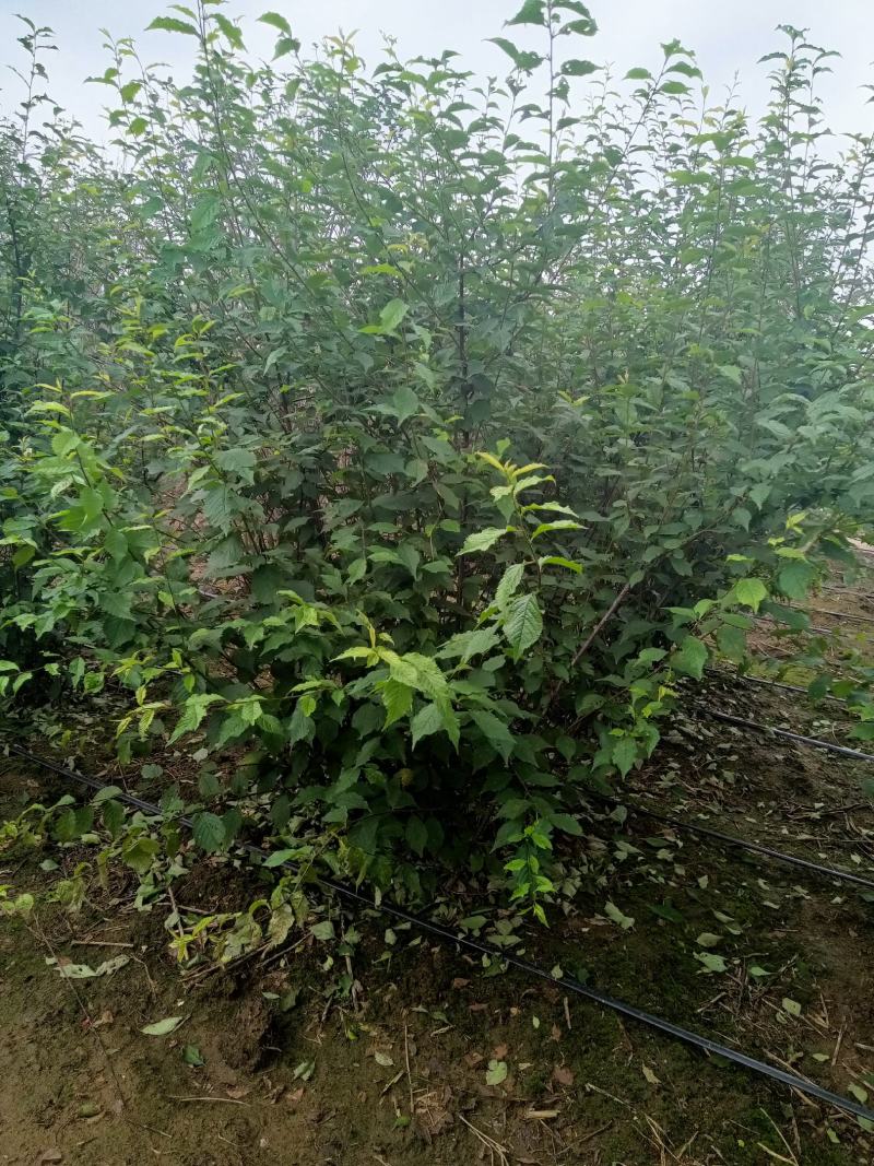 榆叶梅，适合园区绿化，道路绿化，乡村绿化树品种之一