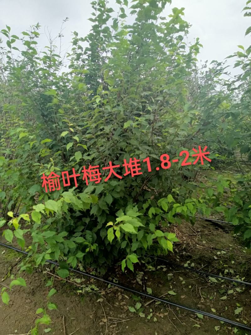 榆叶梅，适合园区绿化，道路绿化，乡村绿化树品种之一