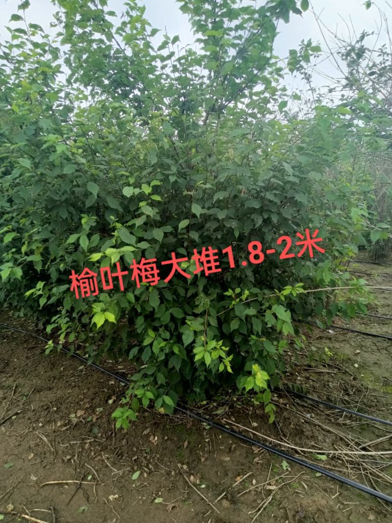 榆叶梅，适合园区绿化，道路绿化，乡村绿化树品种之一