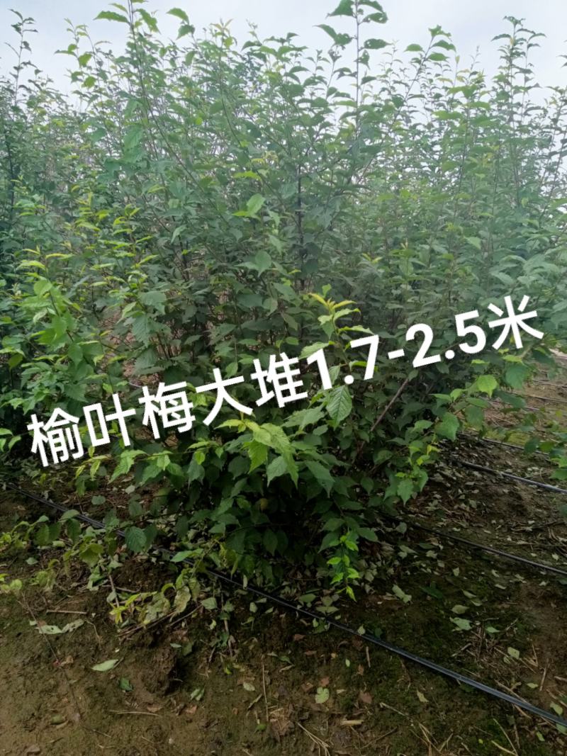 榆叶梅，适合园区绿化，道路绿化，乡村绿化树品种之一