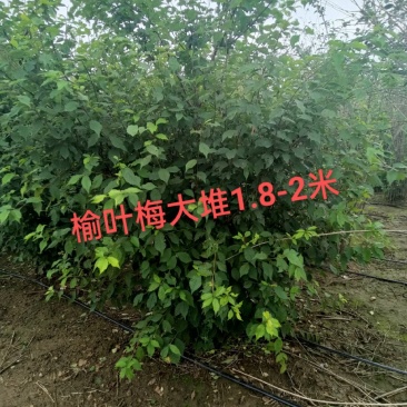 榆叶梅，适合园区绿化，道路绿化，乡村绿化树品种之一