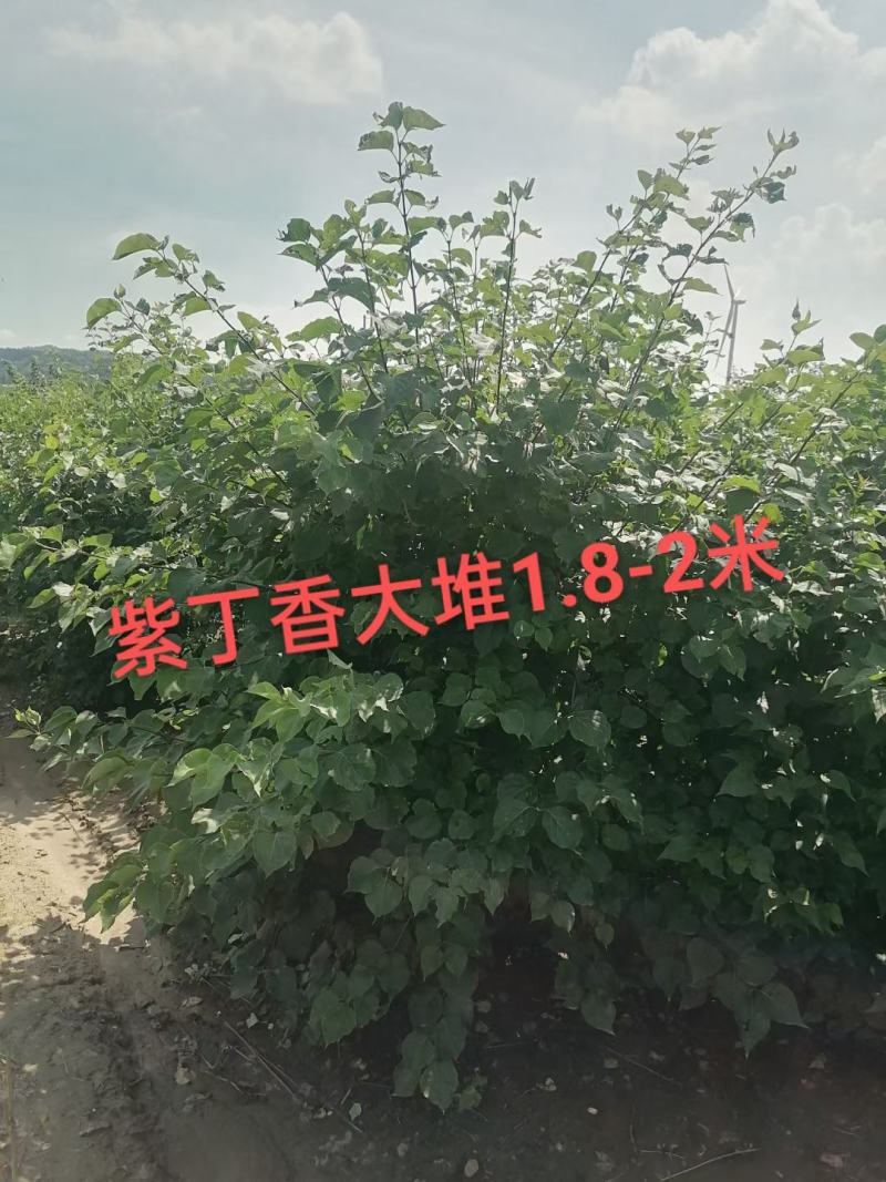 丁香大堆，适合园区绿化，道路绿化，行道树品种之一