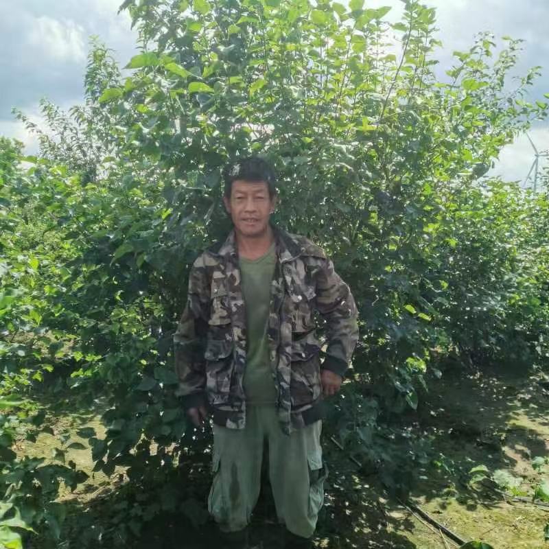 丁香大堆，适合园区绿化，道路绿化，行道树品种之一