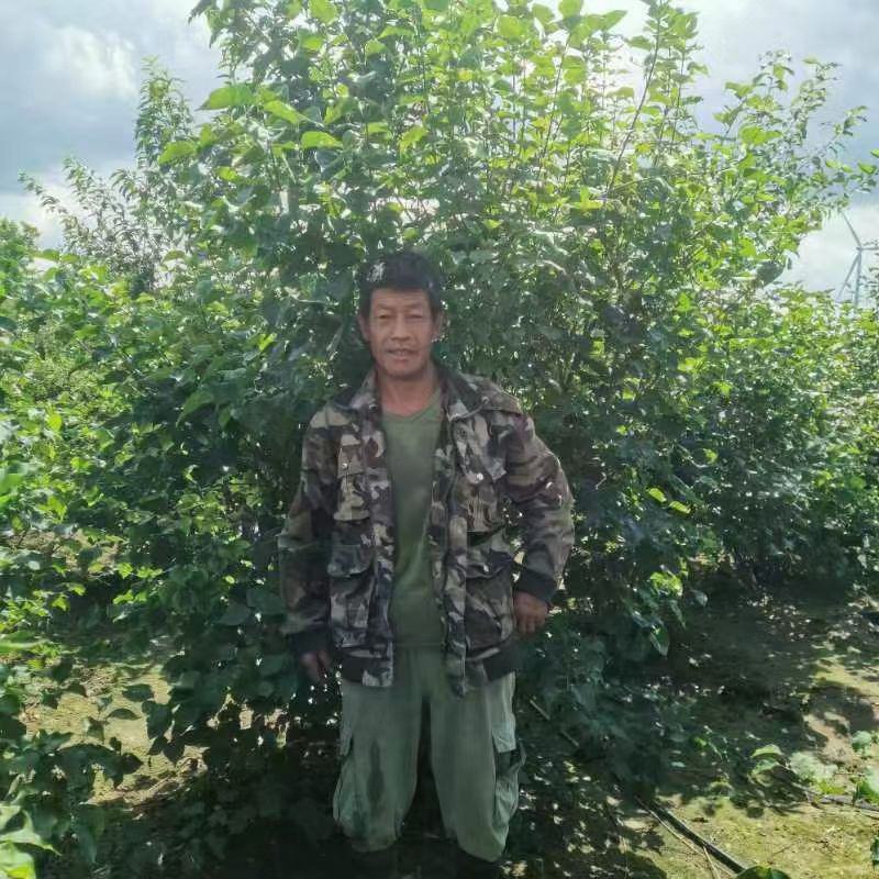 丁香大堆，适合园区绿化，道路绿化，行道树品种之一