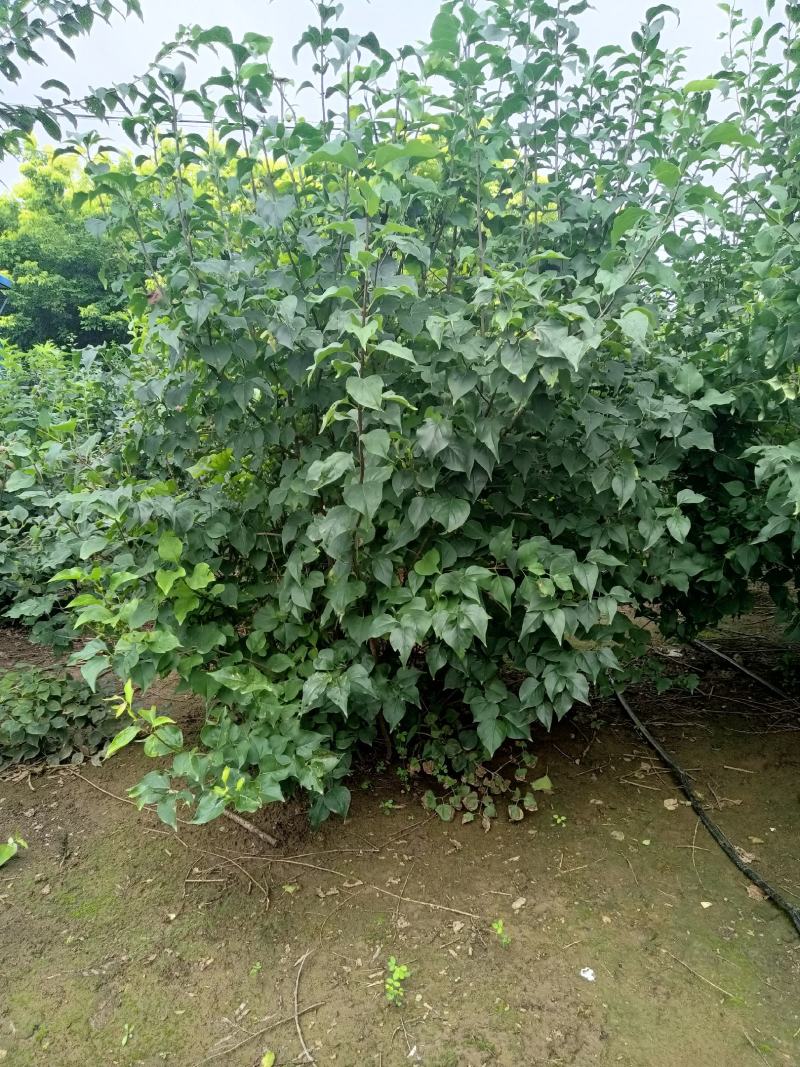丁香大堆，适合园区绿化，道路绿化，行道树品种之一