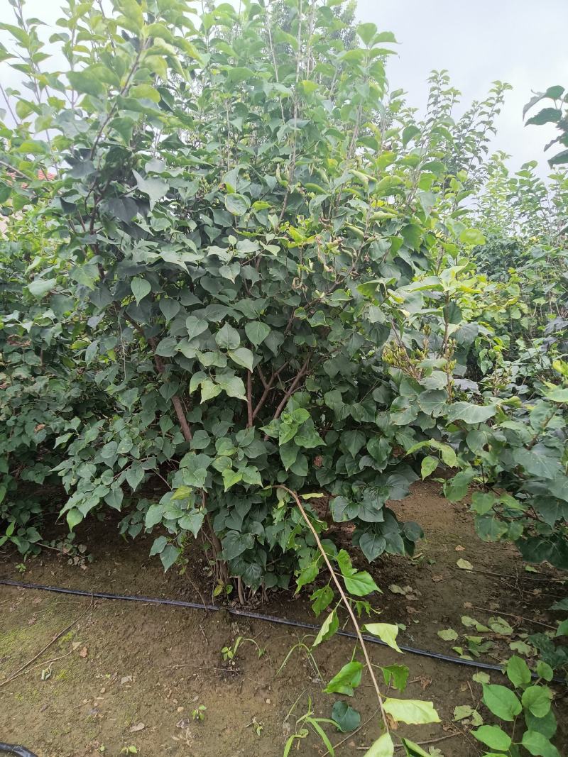 丁香大堆，适合园区绿化，道路绿化，行道树品种之一