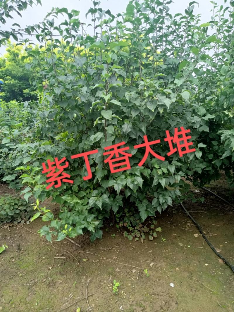 丁香大堆，适合园区绿化，道路绿化，行道树品种之一