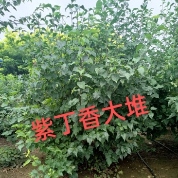 丁香大堆，适合园区绿化，道路绿化，行道树品种之一
