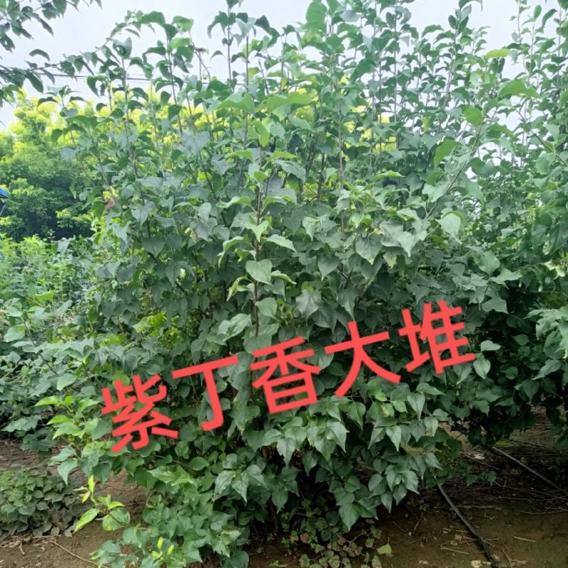 丁香大堆，适合园区绿化，道路绿化，行道树品种之一