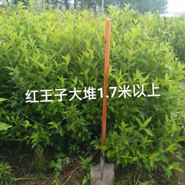 红王子锦带大堆，