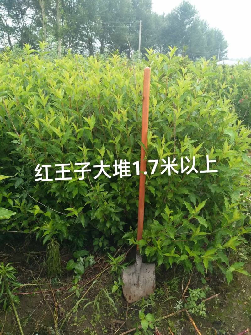 红王子锦带大堆，