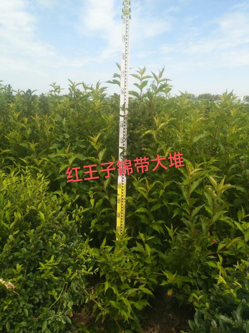 红王子锦带大堆，