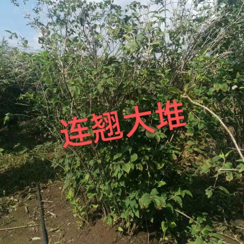 东北连翘